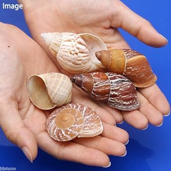 高級貝殻セット Amazon | 貝殻 おかやどかりの貝殻 Mサイズ おまかせ（殻口15